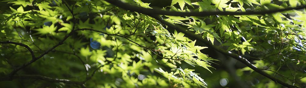 日記『生活お役立ち情報』